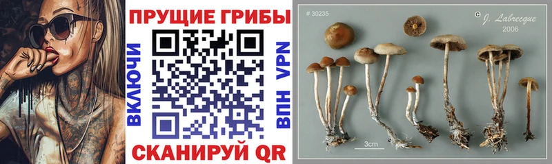 Псилоцибиновые грибы прущие грибы  закладка  Луза 